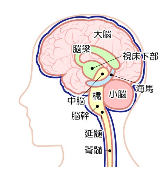 脳幹図